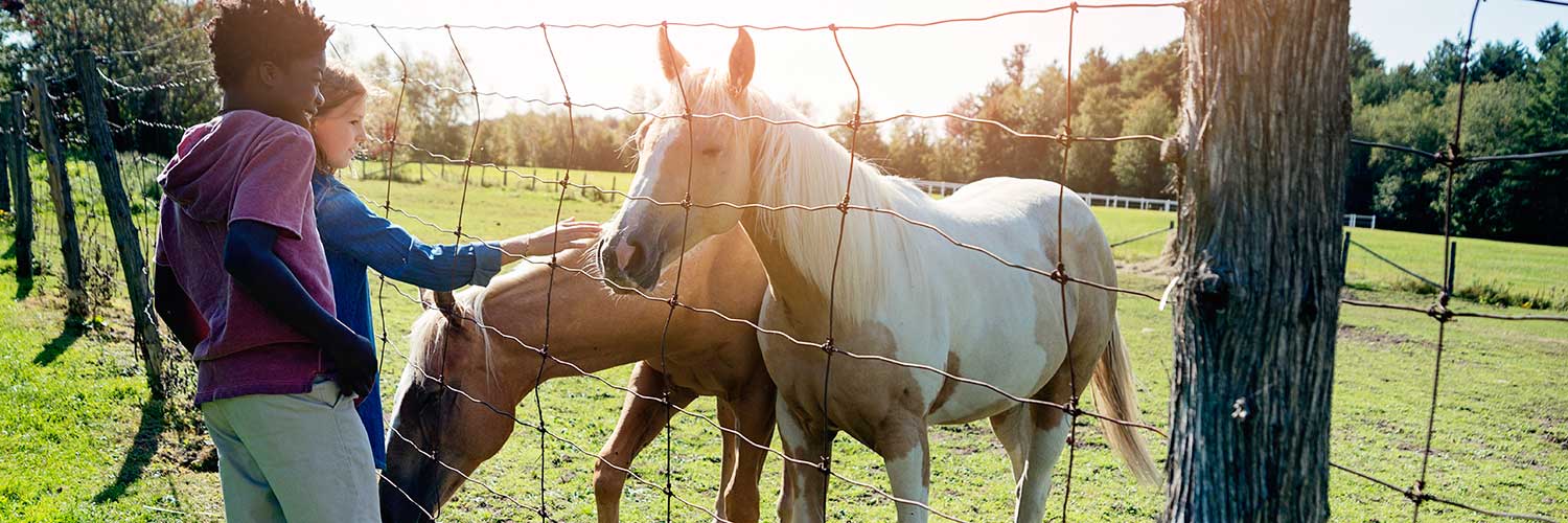 On Finding a Connection with Horses in Kids’ Literature and Beyond Thumbnail
